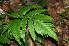Tectaria griffithii