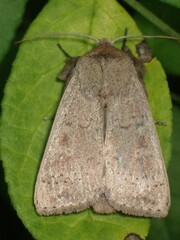 Leucania pseudargyria