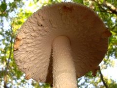 Amanita rhopalopus