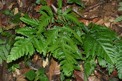 Tectaria griffithii