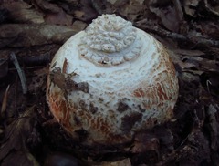 Amanita rhopalopus