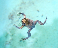 Physalaemus nattereri