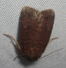 Pseudorthodes vecors