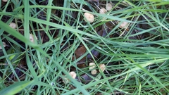 Mycetinis copelandii