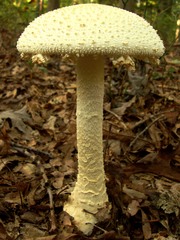 Amanita rhopalopus