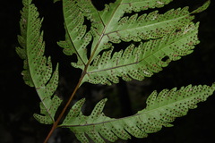 Tectaria griffithii