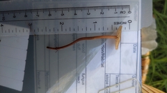 Mycetinis copelandii