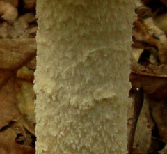 Amanita rhopalopus