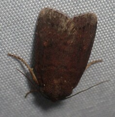 Pseudorthodes vecors