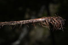 Tectaria griffithii