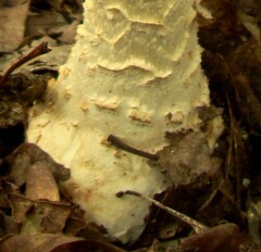 Amanita rhopalopus
