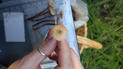 Mycetinis copelandii