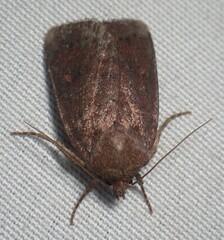 Pseudorthodes vecors