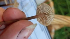 Mycetinis copelandii