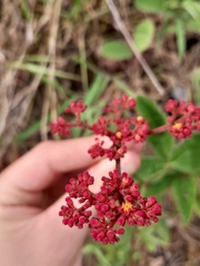 Cissus erosa