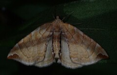 Eulithis molliculata