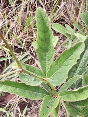 Cissus erosa