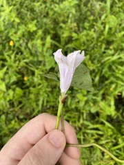 Ipomoea tiliacea