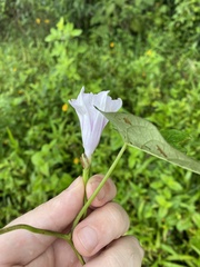 Ipomoea tiliacea