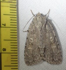 Acronicta modica