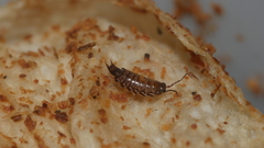 Australophiloscia societatis