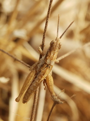 Pyrgomorphidae