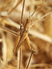Pyrgomorphidae