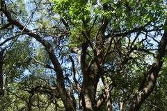 Prosopis nigra