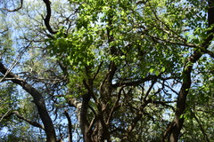 Prosopis nigra