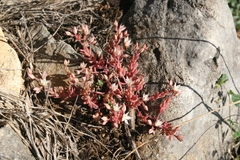 Sedum