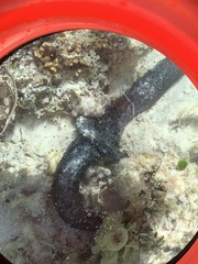 Holothuria leucospilota