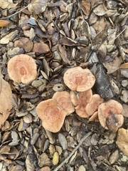 Lactarius xanthogalactus