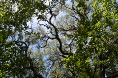 Prosopis nigra