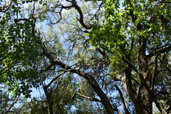 Prosopis nigra
