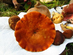 Lactarius peckii