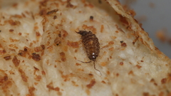 Australophiloscia societatis