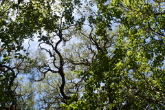 Prosopis nigra