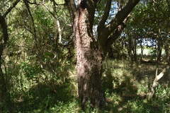 Prosopis nigra