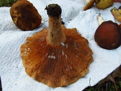 Lactarius peckii