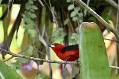 Ramphocelus bresilius