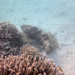 Epinephelus malabaricus
