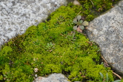 Draba verna