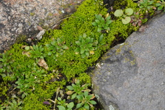 Draba verna