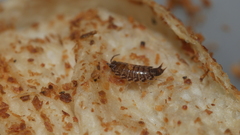 Australophiloscia societatis