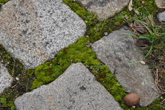 Draba verna