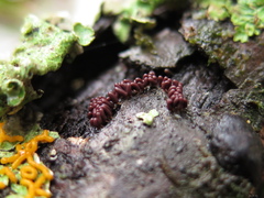 Arcyria stipata