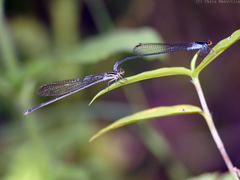 Pseudagrion ignifer