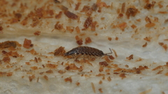 Australophiloscia societatis