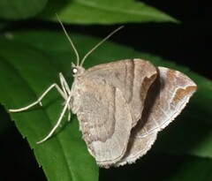 Eulithis molliculata