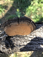 Phellinus badius
